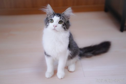 販売中の愛知県のノルウェージャンフォレストキャット-101458